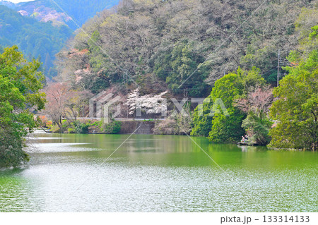 桜と新緑の季節の風景 鎌北湖湖畔 桜と新緑の季節の風景 鎌北湖湖畔 133314133
