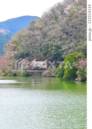 桜と新緑の季節の風景　鎌北湖湖畔　　　　　　 133314134