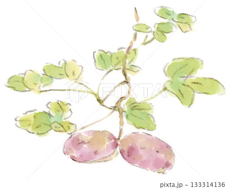 秋の植物、紫色のアケビの実の水彩画イラスト – 草花や暮らしの手描き