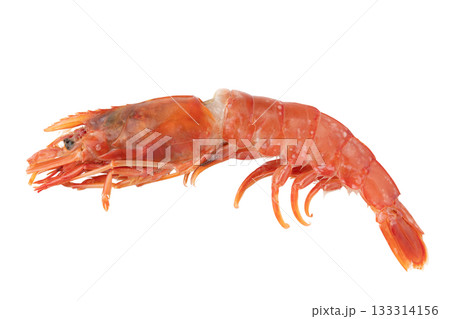 透明背景（png）に1匹の生のアカエビ（有頭） 133314156
