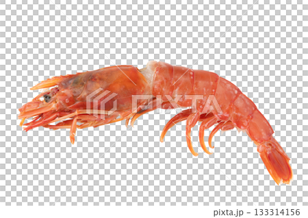 透明背景（png）に1匹の生のアカエビ（有頭） 133314156