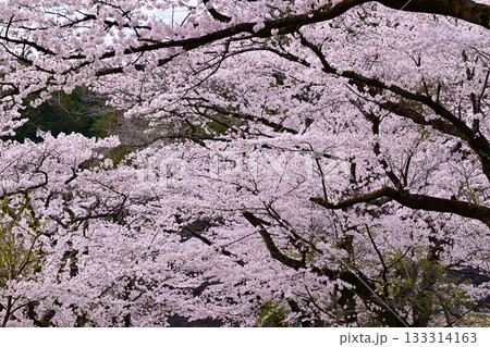 新緑の季節　鎌北湖　満開の桜 133314163