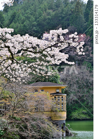 桜の季節　鎌北湖湖畔　　　　　　 133314179