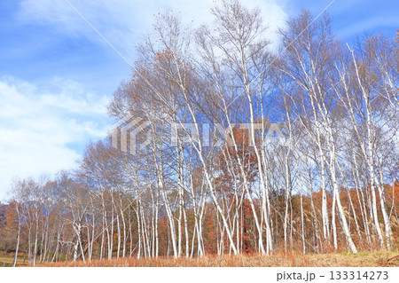信濃大町　中山高原の白樺林 133314273