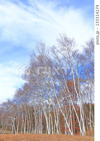 信濃大町　中山高原の白樺林 133314274