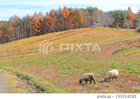 信濃大町　中山高原の秋 133314283