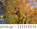 紅葉した葉 133314314