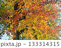 紅く染まるハゼの樹 133314315