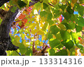 色づき始めた葉 133314316