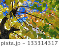 色づき始めた南京櫨 133314317