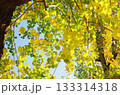 紅葉したナンキンハゼ 133314318
