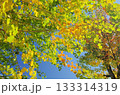 青空に映える紅葉 133314319
