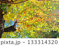 紅葉したナンキンハゼの葉 133314320