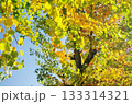 ナンキンハゼの紅葉 133314321