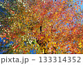 紅葉した木 133314352