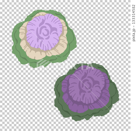 Chrysanthemum leaf illustration set 133314582