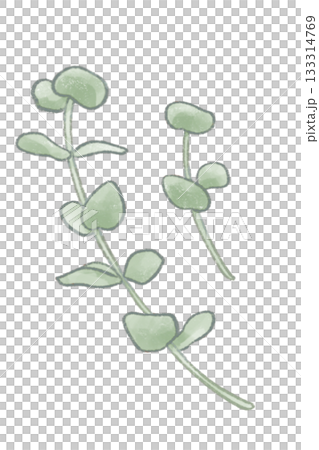 A warm, hand-drawn illustration of eucalyptus with a soft, colored pencil touch. 133314769
