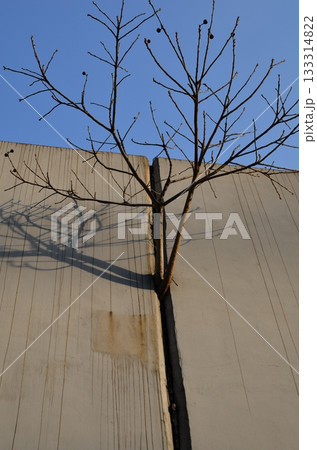 コンクリートの継ぎ目から生えている木 133314822