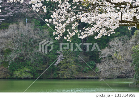 桜の季節　鎌北湖湖畔　　　　　　 133314959