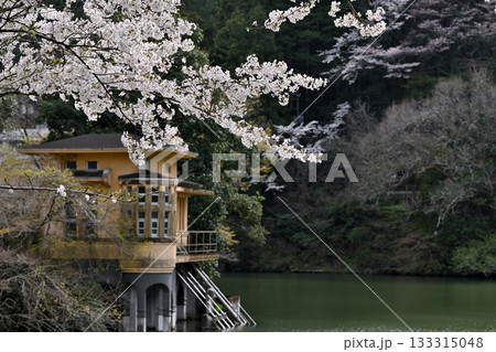 桜の季節 鎌北湖湖畔 桜の季節 鎌北湖湖畔 133315048