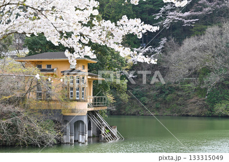 桜の季節　鎌北湖湖畔　　　　　　 133315049