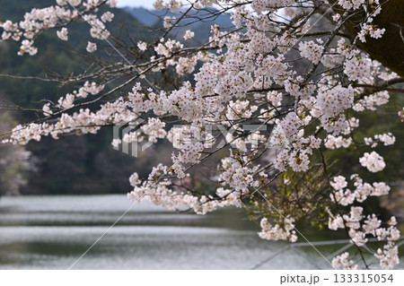 桜の季節　鎌北湖湖畔　　　　　　 133315054