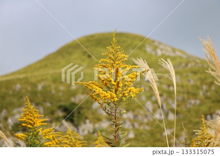 黄金の彩り、緑の丘 133315075