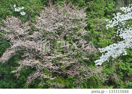 新緑の季節 鎌北湖湖畔 満開の桜 新緑の季節 鎌北湖湖畔 満開の桜 133315088