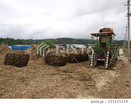 沖縄のサトウキビ畑の風景 133315134