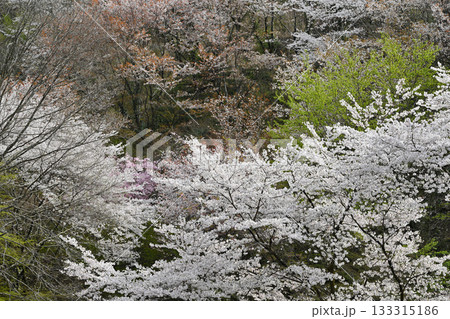 新緑の季節　鎌北湖湖畔　満開の桜 133315186