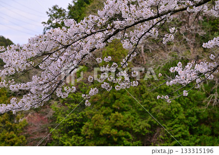 桜の季節　鎌北湖湖畔　　　　　　 133315196