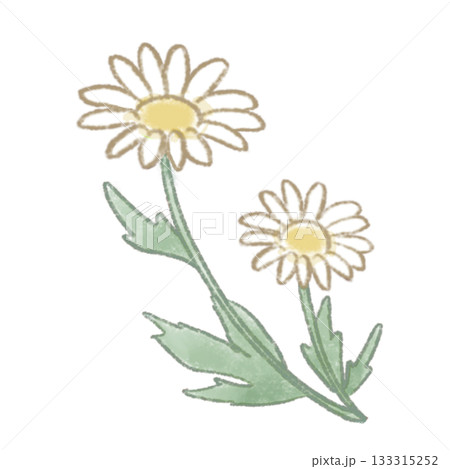 ふんわり色鉛筆風タッチでやさしい色合いの、マーガレットのお花のイラスト 133315252