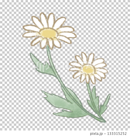 ふんわり色鉛筆風タッチでやさしい色合いの、マーガレットのお花のイラスト 133315252