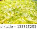 コリウス　緑 133315253