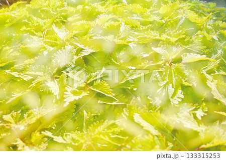 コリウス　緑 133315253