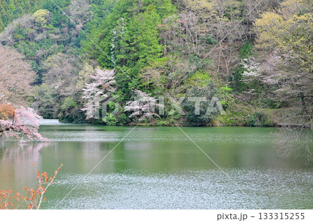 桜と新緑の季節の風景 鎌北湖湖畔 桜と新緑の季節の風景 鎌北湖湖畔 133315255
