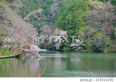 桜と新緑の季節の風景　鎌北湖湖畔　　　　　　 133315256