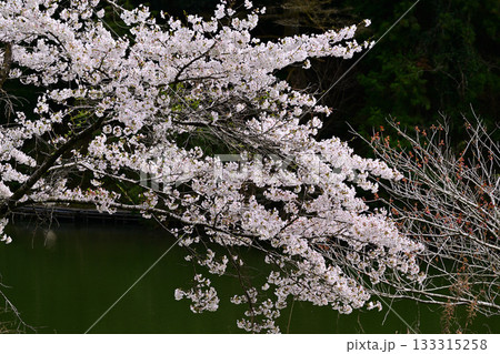 新緑の季節　鎌北湖　満開の桜 133315258