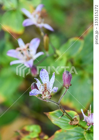 タイワンホトトギス　Formosa toad-lily 133315272