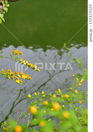 ヤマブキの花 鎌北湖湖畔 ヤマブキの花 鎌北湖湖畔 133315324