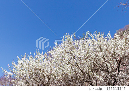 青空に映える満開の白梅 青空に映える満開の白梅 133315345