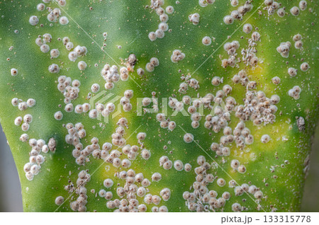 Surface of Opuntia cactus having problem with scale insect attached and sucking sap from this plant. It's easy to spread them to other houseplants, so check your plants carefully and kill it. 133315778