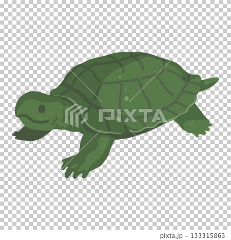 シンプルな亀のイラスト 133315863