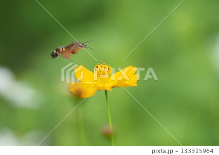 キバナコスモスの蜜を吸うホウジャク 133315964