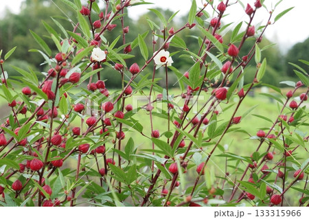 ローゼルの花と実 ローゼルの花と実 133315966