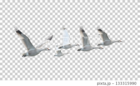 A cluster of white geese soaring in the air, illustrating the impact of climate change on bird migration and ecosystems A cluster of white geese soaring in the air, illustrating the impact of climate change on bird migration and ecosystems 133315990
