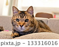 見つめる猫 133316016
