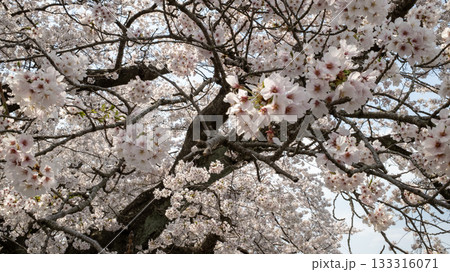 Sakura Cherry blossom in Hitome Senbonzakura 133316071