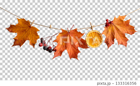 Isolated autumn maple leaves on white background Isolated autumn maple leaves on white background 133316356