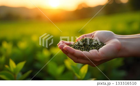 A hand with a green plant stands before a vast field, highlighting the importance of eco-friendly tea cultivation 133316510